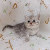 ブリティッシュショートヘア