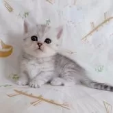 ミヌエット(短足)【千葉県・女の子・2025年8月5日・シルバータビー】の写真1