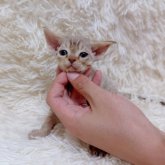 デボンレックス