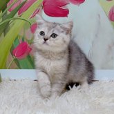 マンチカン(長足)