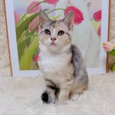 マンチカン(長足)