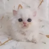 ミヌエット(短足)