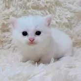 ミヌエット(短足)