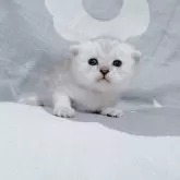 マンチカン(長足)