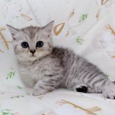 ブリティッシュショートヘア