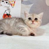 ブリティッシュショートヘア