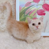 マンチカン(短足)