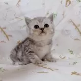 ブリティッシュショートヘア