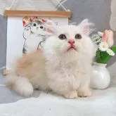 ミヌエット(短足)【千葉県・男の子・2025年8月5日・カメオ】の写真1