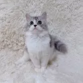 ミヌエット(長足)