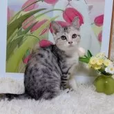 マンチカン(長足)