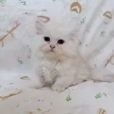 ミヌエット(短足)