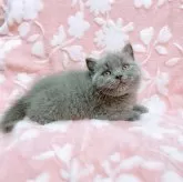 ブリティッシュショートヘア