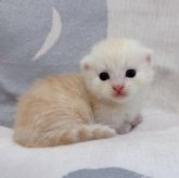 マンチカン(短足)