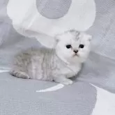 マンチカン(短足)