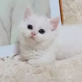 ミヌエット(短足)