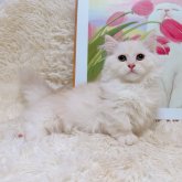 ミヌエット(短足)