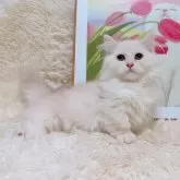 ミヌエット(短足)