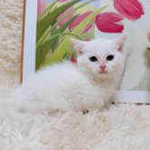 マンチカン(短足)