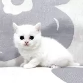 ミヌエット(長足)