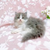 ブリティッシュショートヘア