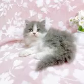 ブリティッシュショートヘア