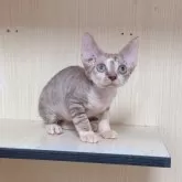 デボンレックス