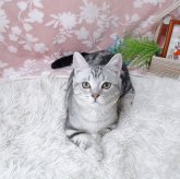マンチカン(短足)