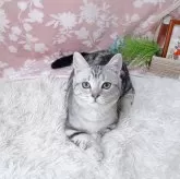 マンチカン(短足)
