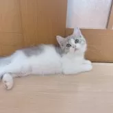 マンチカン(長足)