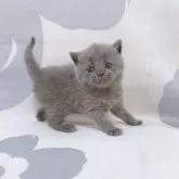 ブリティッシュショートヘア