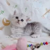 ミヌエット(短足)【千葉県・女の子・2025年8月5日・シルバータビー】の写真2