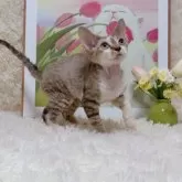 デボンレックス【千葉県・男の子・2025年6月27日・チョコタビーホワイト】の写真2