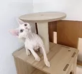 デボンレックス【千葉県・女の子・2024年7月27日・ホワイト】の写真2