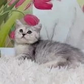 マンチカン(長足)【千葉県・女の子・2025年8月10日・ブルーパチッドタビー】の写真2