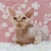 デボンレックス【千葉県・男の子・2025年10月4日・レッドタビー】の写真2