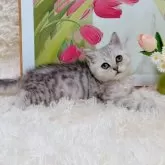 ブリティッシュショートヘア【千葉県・男の子・2025年8月8日・シルバータビー】の写真3