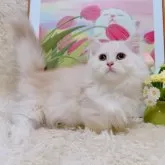 ミヌエット(短足)【千葉県・男の子・2025年8月5日・カメオ】の写真3