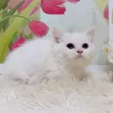 ミヌエット(短足)【千葉県・女の子・2025年9月15日・ホワイト&シルバー】の写真3