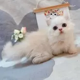 ミヌエット(短足)【千葉県・男の子・2025年8月5日・カメオ】の写真5