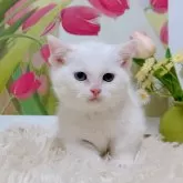 マンチカン(短足)【千葉県・男の子・2025年9月15日・ホワイト】の写真4