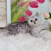 ブリティッシュショートヘア【千葉県・男の子・2025年8月8日・シルバータビー】の写真4