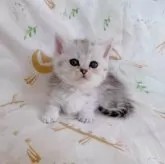 ミヌエット(短足)【千葉県・女の子・2025年8月5日・シルバータビー】の写真4