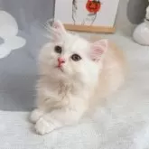 ミヌエット(短足)【千葉県・男の子・2025年8月5日・カメオ】の写真5