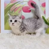 マンチカン(短足)【千葉県・男の子・2025年9月15日・シルバータビーホワイト】の写真4