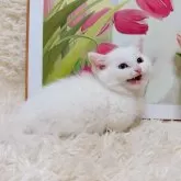 マンチカン(短足)【千葉県・男の子・2025年9月15日・ホワイト】の写真5