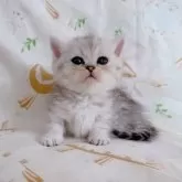 ミヌエット(短足)【千葉県・女の子・2025年8月5日・シルバータビー】の写真5