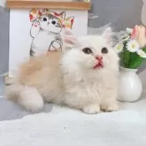 ミヌエット(短足)【千葉県・男の子・2025年8月5日・カメオ】の写真6