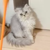 ミヌエット(長足)【千葉県・女の子・2025年7月5日・シルバータビー】の写真5