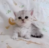 ミヌエット(短足)【千葉県・女の子・2025年8月5日・シルバータビー】の写真6